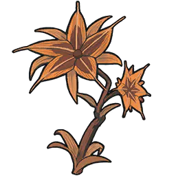 Ausgedörrte Drymane Flower
